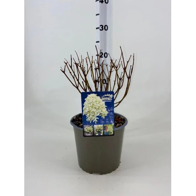 Syrénhortensia 'Skyfall' Hydrangea Paniculata 'Skyfall' Potte 3,0 Liter, 20-30 cm. Syrénhortensia 'Skyfall' Hydrangea Paniculata 'Skyfall' Potte 3,0 Liter, 20-30 Cm. -Plantetorvet p35307 45273 hydrangea paniculata skyfall 8b41