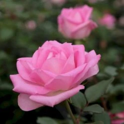 'Beverly'® Rosa X 'Beverly'® (Storblomstrende) A-Kvalitet,- Barrods Roser Min. 3 Grene 4 'Beverly'® Rosa X 'Beverly'® (Storblomstrende) A-Kvalitet,- Barrods Roser Min. 3 Grene -Plantetorvet p35321 53550 rosa x beverly storblomstrende c87e