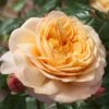 'Capri'® Rosa X 'Capri'® (Storblomstrende) A-Kvalitet,- Barrods Roser Min. 3 Grene 1 'Capri'® Rosa X 'Capri'® (Storblomstrende) A-Kvalitet,- Barrods Roser Min. 3 Grene -Plantetorvet p35323 48892 rosa x capri 6291