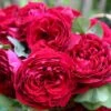 'Gospel'® Rosa X 'Gospel'® (Storblomstrende) A-Kvalitet,- Barrods Roser Min. 3 Grene