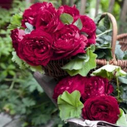 'Gospel'® Rosa X 'Gospel'® (Storblomstrende) A-Kvalitet,- Barrods Roser Min. 3 Grene -Plantetorvet p35326 53974 rosa x gospel storblomstrende dd8e