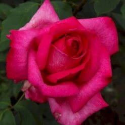 'Parole'® Rosa X 'Parole'® (Storblomstrende) A-Kvalitet,- Barrods Roser Min. 3 Grene -Plantetorvet p35329 53621 rosa x parole storblomstrende 6c49