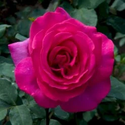 'Parole'® Rosa X 'Parole'® (Storblomstrende) A-Kvalitet,- Barrods Roser Min. 3 Grene -Plantetorvet p35329 53622 rosa x parole storblomstrende db95