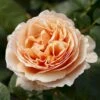 'Tropicana'® Rosa X 'Tropicana'® (Storblomstrende) A-Kvalitet,- Barrods Roser Min. 3 Grene 2 'Tropicana'® Rosa X 'Tropicana'® (Storblomstrende) A-Kvalitet,- Barrods Roser Min. 3 Grene -Plantetorvet p35332 53994 rosa x tropicana storblomstrende 5797
