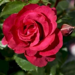 'Aveline™ Renaissance'® Rosa X 'Aveline™ Renaissance'® (Renaissancerose) A-Kvalitet,- Barrods Roser Min. 3 Grene 5 'Aveline™ Renaissance'® Rosa X 'Aveline™ Renaissance'® (Renaissancerose) A-Kvalitet,- Barrods Roser Min. 3 Grene -Plantetorvet p35342 52098 rosa x aveline renaissance renaissancerose 5ad8