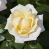 'Baroniet Rosendal™ Renaissance'® Rosa X 'Baroniet Rosendal™ Renaissance'® (Renaissancerose) A-Kvalitet,- Barrods Roser Min. 3 Grene 2 'Baroniet Rosendal™ Renaissance'® Rosa X 'Baroniet Rosendal™ Renaissance'® (Renaissancerose) A-Kvalitet,- Barrods Roser Min. 3 Grene -Plantetorvet p35344 52107 rosa x baroniet rosendal renaissance renaissancerose 3303