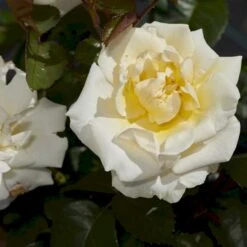 'Baroniet Rosendal™ Renaissance'® Rosa X 'Baroniet Rosendal™ Renaissance'® (Renaissancerose) A-Kvalitet,- Barrods Roser Min. 3 Grene -Plantetorvet p35344 52108 rosa x baroniet rosendal renaissance renaissancerose 2777