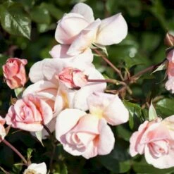 'Baroniet Rosendal™ Renaissance'® Rosa X 'Baroniet Rosendal™ Renaissance'® (Renaissancerose) A-Kvalitet,- Barrods Roser Min. 3 Grene -Plantetorvet p35344 52109 rosa x baroniet rosendal renaissance renaissancerose 8d17