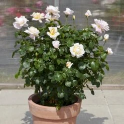 'Baroniet Rosendal™ Renaissance'® Rosa X 'Baroniet Rosendal™ Renaissance'® (Renaissancerose) A-Kvalitet,- Barrods Roser Min. 3 Grene -Plantetorvet p35344 52110 rosa x baroniet rosendal renaissance renaissancerose 84b2