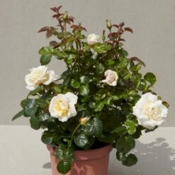 'Baroniet Rosendal™ Renaissance'® Rosa X 'Baroniet Rosendal™ Renaissance'® (Renaissancerose) A-Kvalitet,- Barrods Roser Min. 3 Grene -Plantetorvet p35344 52111 rosa x baroniet rosendal renaissance renaissancerose beec