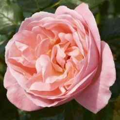 'Lilo™ Renaissance'® Rosa X 'Lilo™ Renaissance'® (Renaissancerose) A-Kvalitet,- Barrods Roser Min. 3 Grene -Plantetorvet p35349 52160 rosa x lilo renaissance renaissancerose ac86