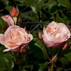 'Lilo™ Renaissance'® Rosa X 'Lilo™ Renaissance'® (Renaissancerose) A-Kvalitet,- Barrods Roser Min. 3 Grene -Plantetorvet p35349 52161 rosa x lilo renaissance renaissancerose 18b2