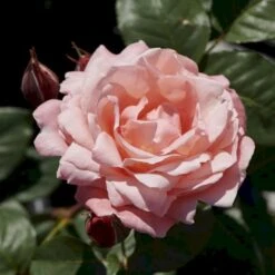 'Lilo™ Renaissance'® Rosa X 'Lilo™ Renaissance'® (Renaissancerose) A-Kvalitet,- Barrods Roser Min. 3 Grene -Plantetorvet p35349 52162 rosa x lilo renaissance renaissancerose e0cf