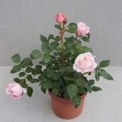 'Lilo™ Renaissance'® Rosa X 'Lilo™ Renaissance'® (Renaissancerose) A-Kvalitet,- Barrods Roser Min. 3 Grene -Plantetorvet p35349 52163 rosa x lilo renaissance renaissancerose 4c82