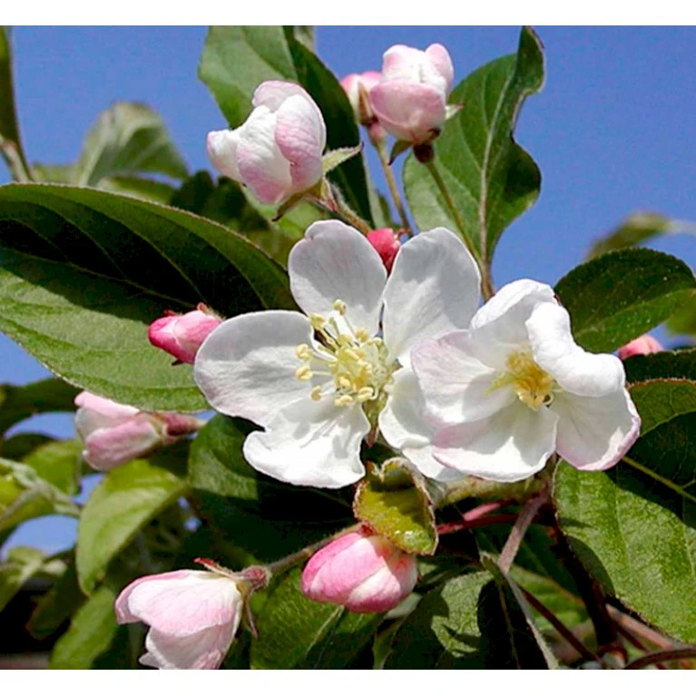 Paradisæble 'Golden Henry' Malus 'Golden Henry' Solitær busk 200-250 cm., med klump Paradisæble 'Golden Henry' Malus 'Golden Henry' Solitær Busk 200-250 Cm., Med Klump -Plantetorvet p35378 36834 malus golden henry f64a