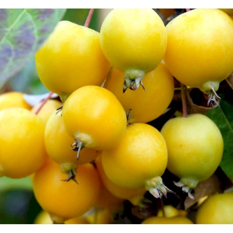 Paradisæble 'Golden Henry' Malus 'Golden Henry' Solitær busk 200-250 cm., med klump Paradisæble 'Golden Henry' Malus 'Golden Henry' Solitær Busk 200-250 Cm., Med Klump -Plantetorvet p35378 36835 malus golden henry f2bb