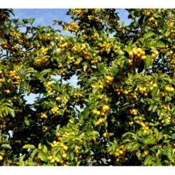 Paradisæble 'Golden Henry' Malus 'Golden Henry' Solitær Busk 200-250 Cm., Med Klump 5 Paradisæble 'Golden Henry' Malus 'Golden Henry' Solitær Busk 200-250 Cm., Med Klump -Plantetorvet p35378 36836 malus golden henry 8d39
