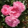 'CPH Garden In Bloom'™ Rosa X 'CPH Garden In Bloom'™ (Bunddækkerose) A-Kvalitet,- Barrods Roser Min. 3 Grene