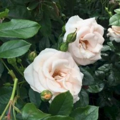 'Elin's Rose'™ Rosa X 'Elin's Rose'™ (Buketrose) A-Kvalitet,- Barrods Roser Min. 3 Grene 4 'Elin's Rose'™ Rosa X 'Elin's Rose'™ (Buketrose) A-Kvalitet,- Barrods Roser Min. 3 Grene -Plantetorvet p35393 51464 rosa x elin s rose buketrose e0bf