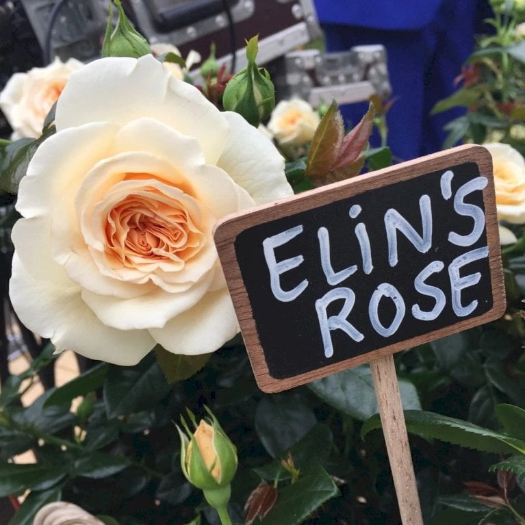 'Elin's Rose'™ Rosa X 'Elin's Rose'™ (Buketrose) A-Kvalitet,- barrods roser min. 3 grene 'Elin's Rose'™ Rosa X 'Elin's Rose'™ (Buketrose) A-Kvalitet,- Barrods Roser Min. 3 Grene -Plantetorvet p35393 51466 rosa x elin s rose buketrose c8f5