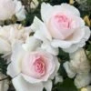 'Emmelie De Forest Forever'™ Rosa X 'Emmelie De Forest Forever'™ (Buketrose) A-Kvalitet,- Barrods Roser Min. 3 Grene 2 'Emmelie De Forest Forever'™ Rosa X 'Emmelie De Forest Forever'™ (Buketrose) A-Kvalitet,- Barrods Roser Min. 3 Grene -Plantetorvet p35394 51467 rosa x emmelie de forest forever buketrose c9f7