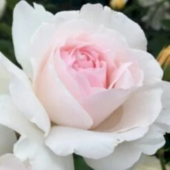 'Emmelie De Forest Forever'™ Rosa X 'Emmelie De Forest Forever'™ (Buketrose) A-Kvalitet,- Barrods Roser Min. 3 Grene 4 'Emmelie De Forest Forever'™ Rosa X 'Emmelie De Forest Forever'™ (Buketrose) A-Kvalitet,- Barrods Roser Min. 3 Grene -Plantetorvet p35394 51468 rosa x emmelie de forest forever buketrose 9b4f