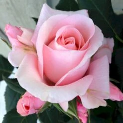 'Sweet Love Forever'™ Rosa X 'Sweet Love Forever'™ (Buketrose) A-Kvalitet,- Barrods Roser Min. 3 Grene