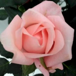 'Sweet Love Forever'™ Rosa X 'Sweet Love Forever'™ (Buketrose) A-Kvalitet,- Barrods Roser Min. 3 Grene -Plantetorvet p35399 52032 rosa x sweet love forever buketrose 3518