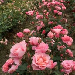 'Sweet Love Forever'™ Rosa X 'Sweet Love Forever'™ (Buketrose) A-Kvalitet,- Barrods Roser Min. 3 Grene -Plantetorvet p35399 52033 rosa x sweet love forever buketrose 79af