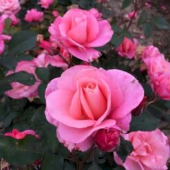 'Sweet Love Forever'™ Rosa X 'Sweet Love Forever'™ (Buketrose) A-Kvalitet,- Barrods Roser Min. 3 Grene -Plantetorvet p35399 52036 rosa x sweet love forever buketrose a2b8
