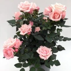 'Sweet Love Forever'™ Rosa X 'Sweet Love Forever'™ (Buketrose) A-Kvalitet,- Barrods Roser Min. 3 Grene -Plantetorvet p35399 52037 rosa x sweet love forever buketrose 0101