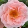 'Royal Estelle'™ Rosa X 'Royal Estelle'™ (Buketrose) A-Kvalitet,- Barrods Roser Min. 3 Grene 2 'Royal Estelle'™ Rosa X 'Royal Estelle'™ (Buketrose) A-Kvalitet,- Barrods Roser Min. 3 Grene -Plantetorvet p35404 51693 rosa x royal estelle buketrose d6a7