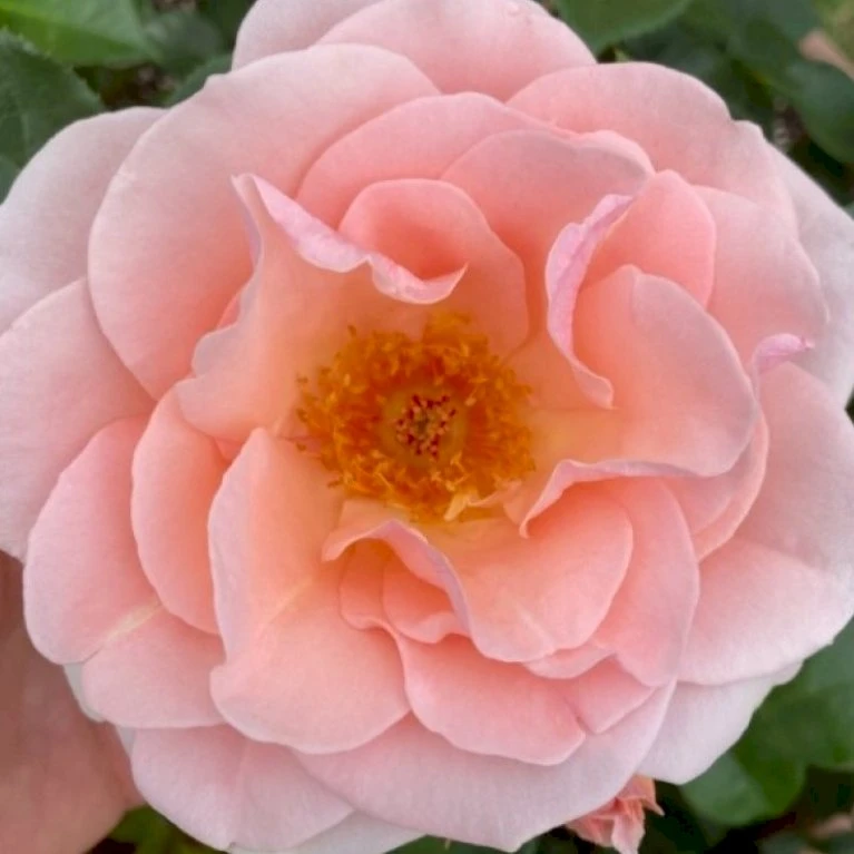 'Royal Estelle'™ Rosa X 'Royal Estelle'™ (Buketrose) A-Kvalitet,- barrods roser min. 3 grene 'Royal Estelle'™ Rosa X 'Royal Estelle'™ (Buketrose) A-Kvalitet,- Barrods Roser Min. 3 Grene -Plantetorvet p35404 51693 rosa x royal estelle buketrose d6a7