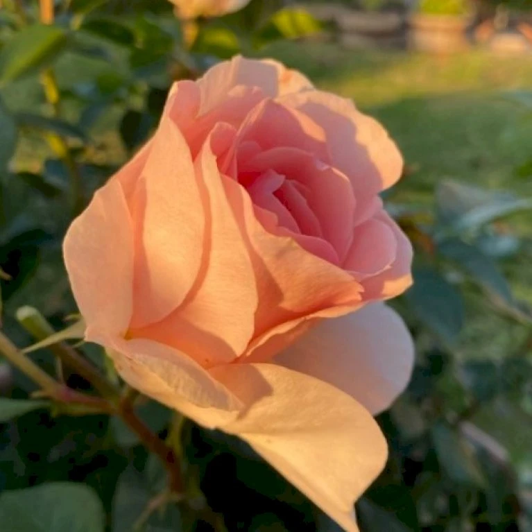 'Royal Estelle'™ Rosa X 'Royal Estelle'™ (Buketrose) A-Kvalitet,- barrods roser min. 3 grene 'Royal Estelle'™ Rosa X 'Royal Estelle'™ (Buketrose) A-Kvalitet,- Barrods Roser Min. 3 Grene -Plantetorvet p35404 51694 rosa x royal estelle buketrose 5ac3