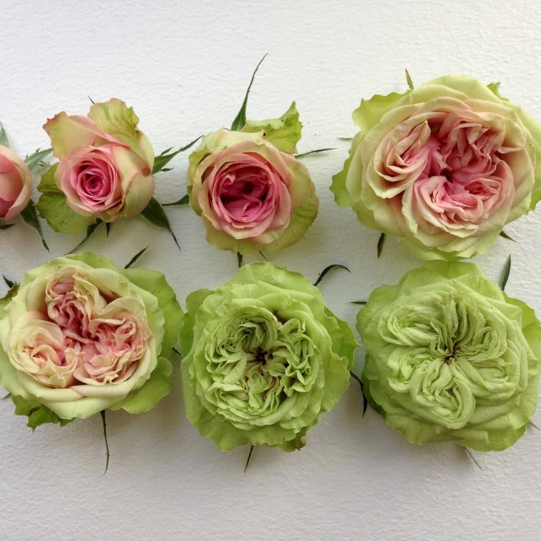 'Loves Me® Tender'™ Rosa X 'Loves Me® Tender'™ (Buketrose) A-Kvalitet,- barrods roser min. 3 grene 'Loves Me® Tender'™ Rosa X 'Loves Me® Tender'™ (Buketrose) A-Kvalitet,- Barrods Roser Min. 3 Grene -Plantetorvet p35408 51674 rosa x rosa loves me tender buketrose c01e