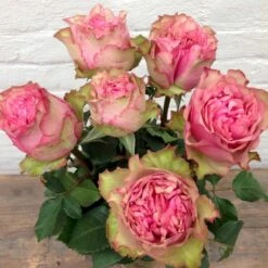 'Loves Me® Tender'™ Rosa X 'Loves Me® Tender'™ (Buketrose) A-Kvalitet,- Barrods Roser Min. 3 Grene 5 'Loves Me® Tender'™ Rosa X 'Loves Me® Tender'™ (Buketrose) A-Kvalitet,- Barrods Roser Min. 3 Grene -Plantetorvet p35408 51675 rosa x rosa loves me tender buketrose 7219