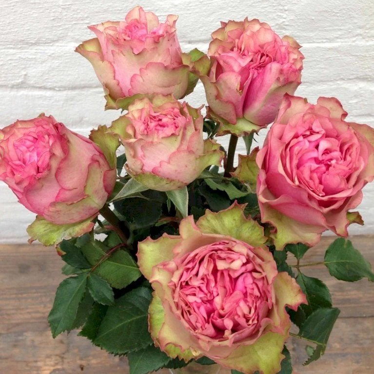 'Loves Me® Tender'™ Rosa X 'Loves Me® Tender'™ (Buketrose) A-Kvalitet,- barrods roser min. 3 grene 'Loves Me® Tender'™ Rosa X 'Loves Me® Tender'™ (Buketrose) A-Kvalitet,- Barrods Roser Min. 3 Grene -Plantetorvet p35408 51675 rosa x rosa loves me tender buketrose 7219