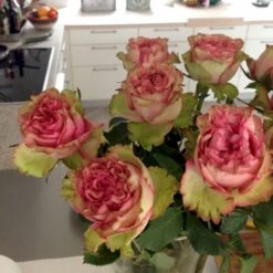 'Loves Me® Tender'™ Rosa X 'Loves Me® Tender'™ (Buketrose) A-Kvalitet,- Barrods Roser Min. 3 Grene 6 'Loves Me® Tender'™ Rosa X 'Loves Me® Tender'™ (Buketrose) A-Kvalitet,- Barrods Roser Min. 3 Grene -Plantetorvet p35408 51676 rosa x rosa loves me tender buketrose 3a0a