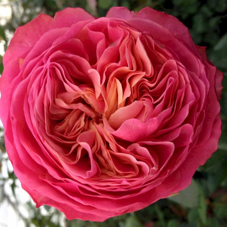 'Loves Me® With Heart And Soul'™ Rosa X 'Loves Me® With Heart And Soul'™ (Buketrose) A-Kvalitet,- barrods roser min. 3 grene 'Loves Me® With Heart And Soul'™ Rosa X 'Loves Me® With Heart And Soul'™ (Buketrose) A-Kvalitet,- Barrods Roser Min. 3 Grene -Plantetorvet p35409 51683 rosa x rosa loves me with heart and soul buketrose c30c