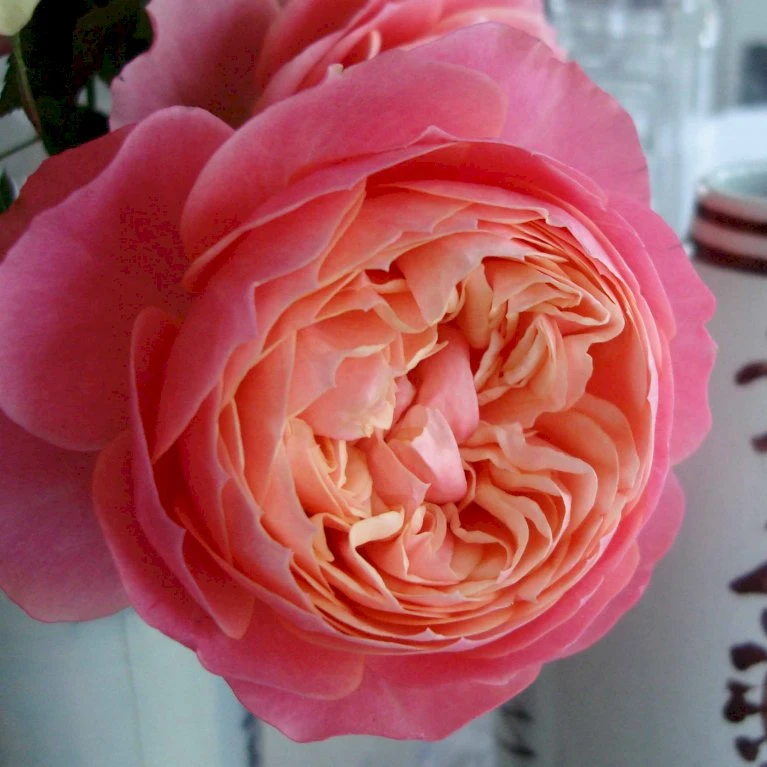 'Loves Me® With Heart And Soul'™ Rosa X 'Loves Me® With Heart And Soul'™ (Buketrose) A-Kvalitet,- barrods roser min. 3 grene 'Loves Me® With Heart And Soul'™ Rosa X 'Loves Me® With Heart And Soul'™ (Buketrose) A-Kvalitet,- Barrods Roser Min. 3 Grene -Plantetorvet p35409 51685 rosa x rosa loves me with heart and soul buketrose 95ae