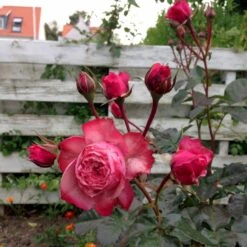 'Loves Me® With Heart And Soul'™ Rosa X 'Loves Me® With Heart And Soul'™ (Buketrose) A-Kvalitet,- Barrods Roser Min. 3 Grene 6 'Loves Me® With Heart And Soul'™ Rosa X 'Loves Me® With Heart And Soul'™ (Buketrose) A-Kvalitet,- Barrods Roser Min. 3 Grene -Plantetorvet p35409 51686 rosa x rosa loves me with heart and soul buketrose bf44