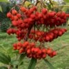 Koreansk Røn 'Dodong' Sorbus Hybrid 'Dodong' Potte 10 Liter 200-250 Cm. -Plantetorvet p3540 36459 sorbus hybrid dodong 48bc