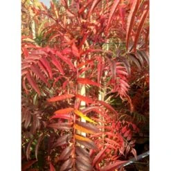 Koreansk Røn 'Dodong' Sorbus Hybrid 'Dodong' Potte 10 Liter 200-250 Cm. -Plantetorvet p3540 36460 sorbus hybrid dodong b826