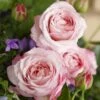 'Rosenfaszination'® Rosa X 'Rosenfaszination'® (Buketrose) A-Kvalitet,- Barrods Roser Min. 3 Grene -Plantetorvet p35410 53638 rosa x rosenfaszination buketrose 81cf