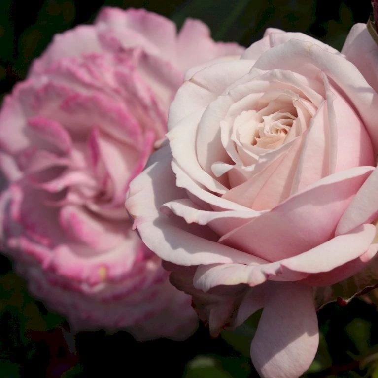 'Rosenfaszination'® Rosa X 'Rosenfaszination'® (Buketrose) A-Kvalitet,- barrods roser min. 3 grene 'Rosenfaszination'® Rosa X 'Rosenfaszination'® (Buketrose) A-Kvalitet,- Barrods Roser Min. 3 Grene -Plantetorvet p35410 53639 rosa x rosenfaszination buketrose db22