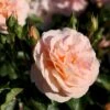 'Sangerhäuser Jubiläumsrose'® Rosa X 'Sangerhäuser Jubiläumsrose'® (Buketrose) A-Kvalitet,- Barrods Roser Min. 3 Grene 2 'Sangerhäuser Jubiläumsrose'® Rosa X 'Sangerhäuser Jubiläumsrose'® (Buketrose) A-Kvalitet,- Barrods Roser Min. 3 Grene -Plantetorvet p35411 53646 rosa x sangerhaeuser jubilaeumsrose buketrose 3e16