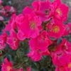 'Stadt Rom'® Rosa X 'Stadt Rom'® (Buketrose) A-Kvalitet,- Barrods Roser Min. 3 Grene -Plantetorvet p35416 53367 rosa x stadt rom buketrose 388b