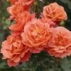 'Theodor Fontane Rose'® Rosa X 'Theodor Fontane Rose'® (Buketrose) A-Kvalitet,- Barrods Roser Min. 3 Grene