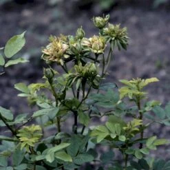 'Viridiflora' (Den Grønne Rose) Rosa Chinensis 'Viridiflora' (Kinarose) A-Kvalitet,- Barrods Roser Min. 3 Grene -Plantetorvet p35420 51746 rosa chinensis viridiflora kinarose 05bb