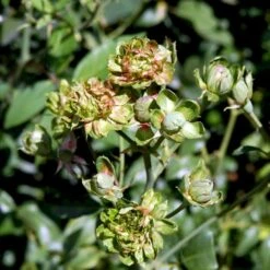 'Viridiflora' (Den Grønne Rose) Rosa Chinensis 'Viridiflora' (Kinarose) A-Kvalitet,- Barrods Roser Min. 3 Grene -Plantetorvet p35420 51747 rosa chinensis viridiflora kinarose 3b75